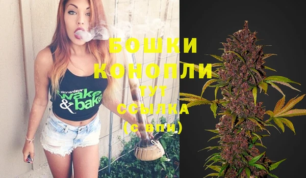 сатива Беломорск